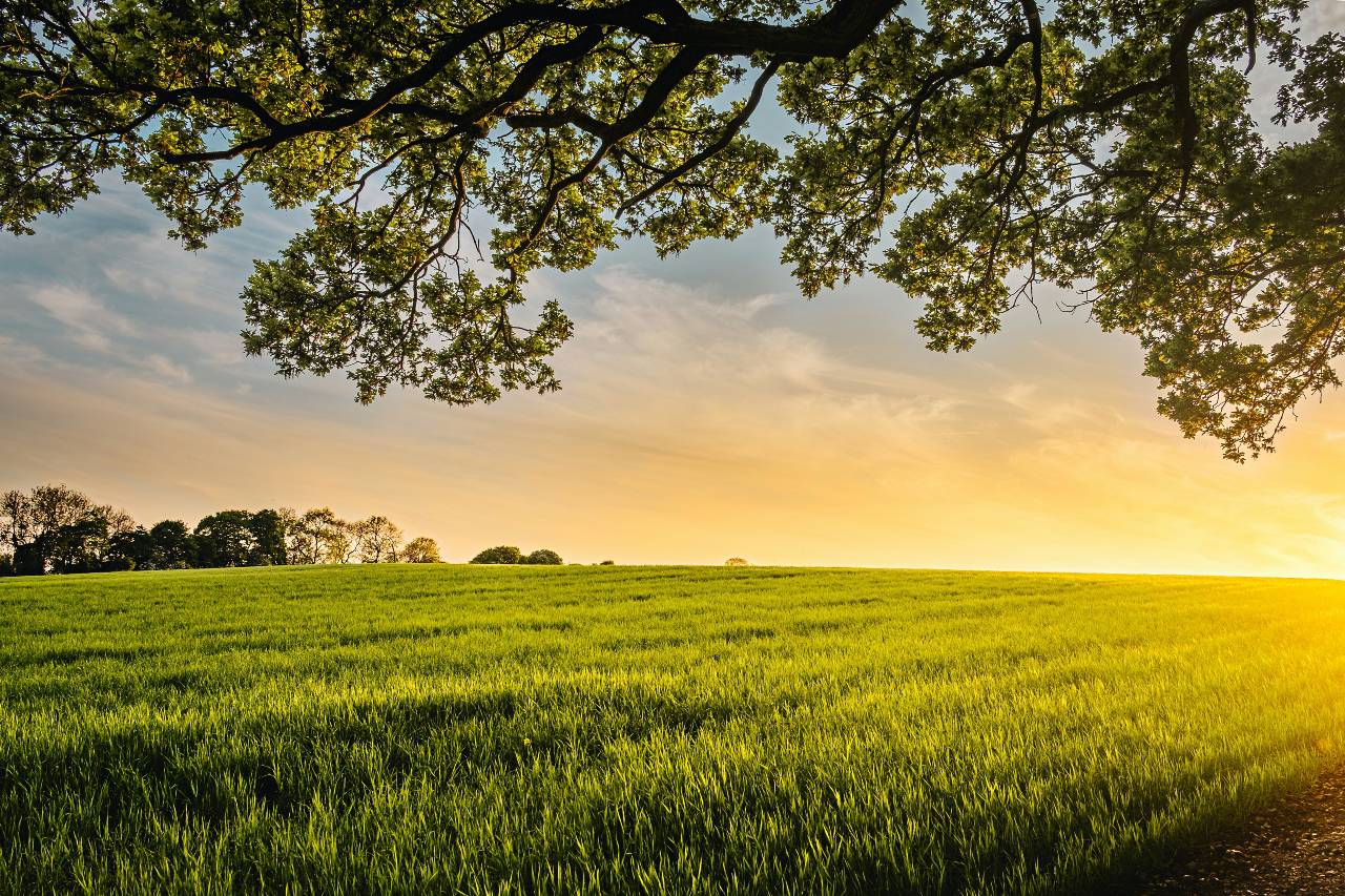 I consigli dell’agronomo per il prato perfetto