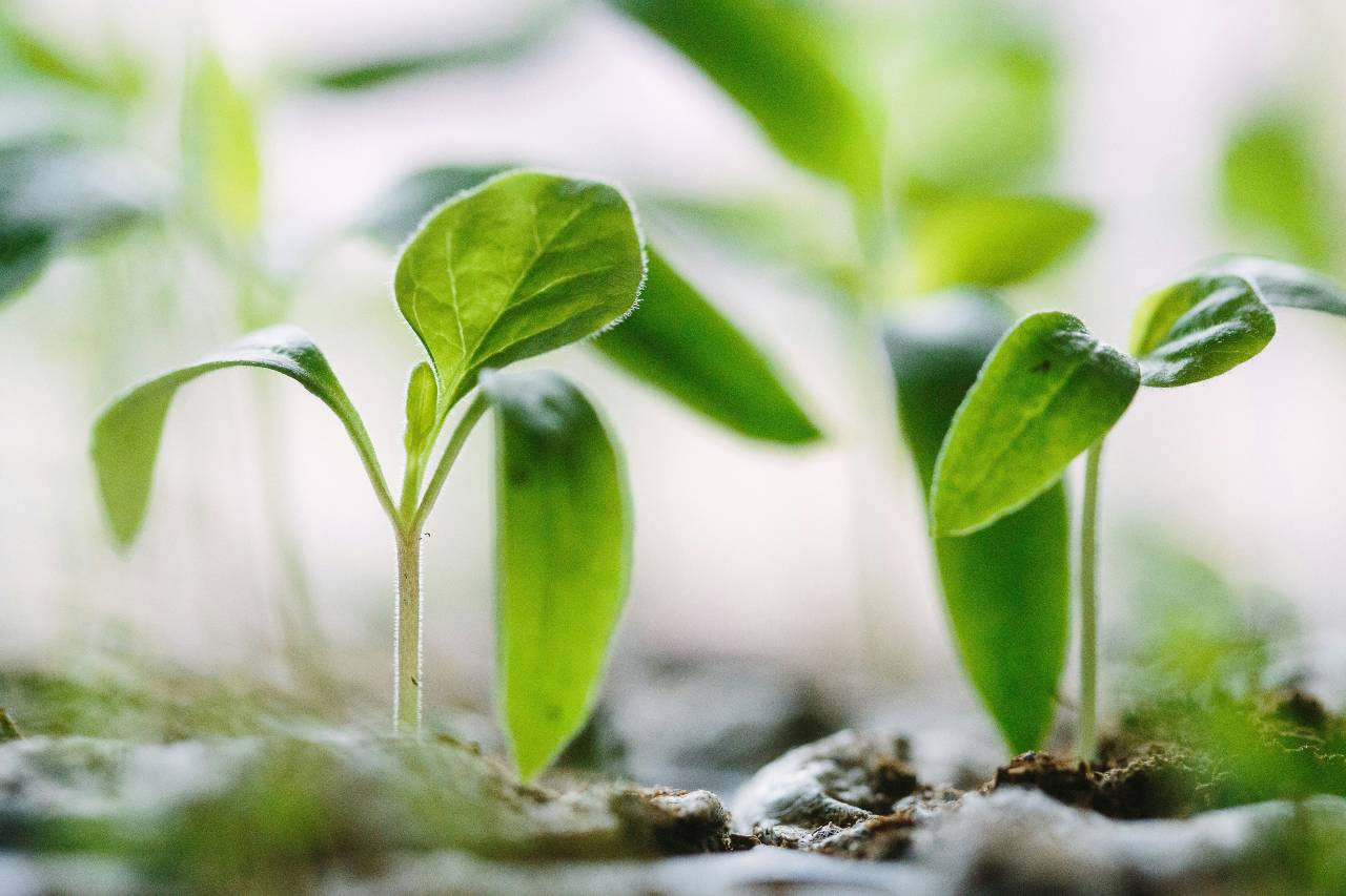 Pacciamatura del giardino: benefici e tecniche