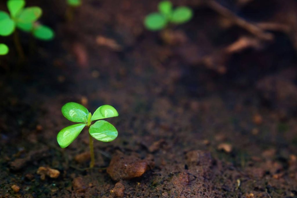 scegliere il terriccio giusto